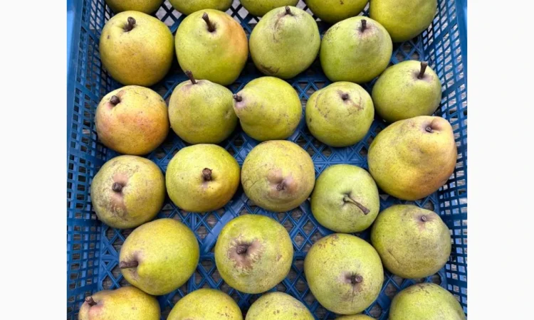 Продается груша сорта Кучерянка - фото № 3
