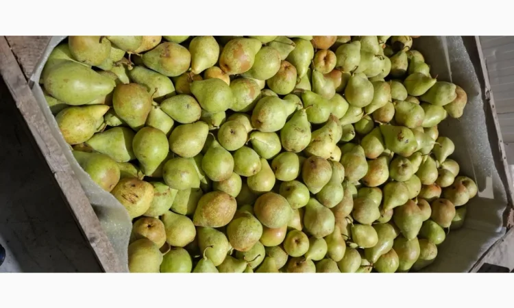 Продается груша сорта "Ноябрьская" - фото № 2