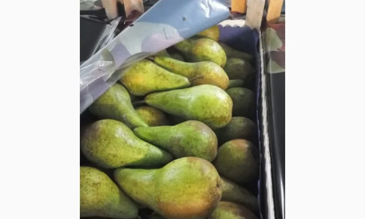 Продается груша сорта конференция в Польше - фото № 1