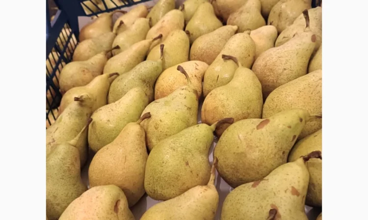 Пропонується груша Нояберська - фото № 1