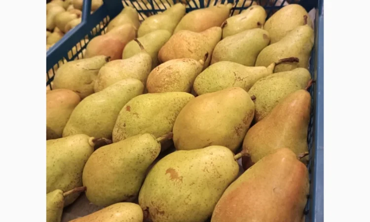 Пропонується груша Нояберська - фото № 2