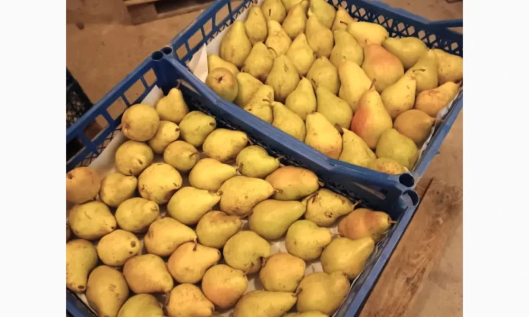 Пропонується груша Нояберська - фото № 3