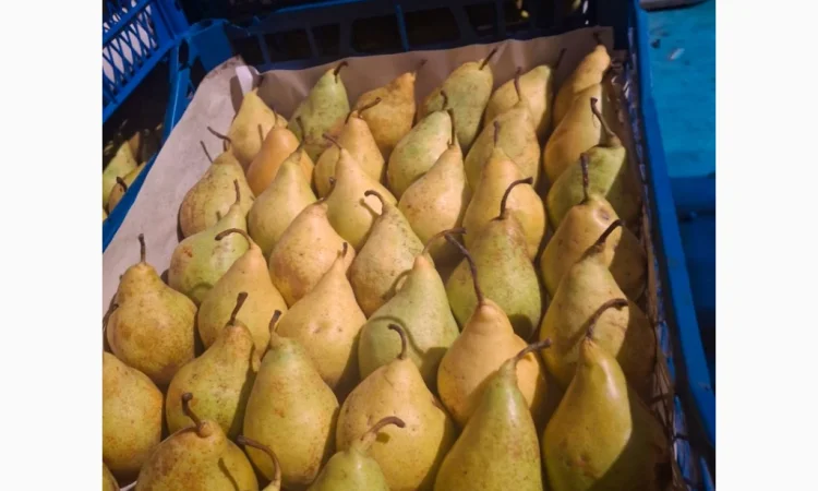 Продается груша Ноябрьская различных калибров - фото № 1