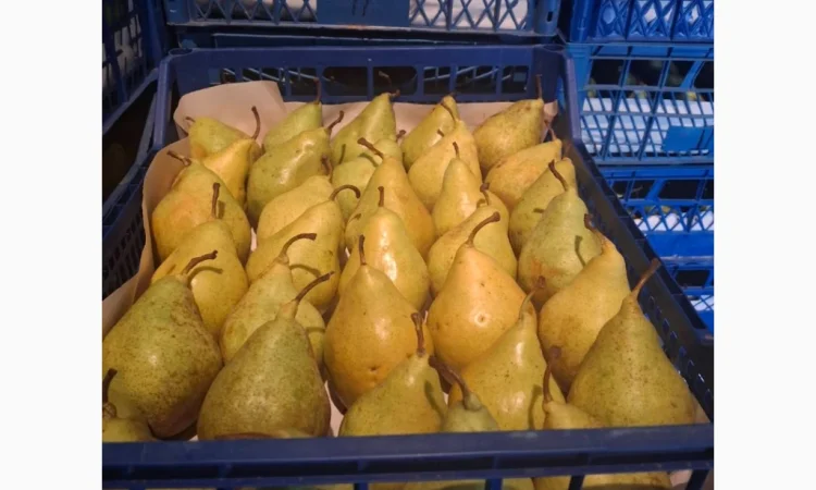 Продается груша Ноябрьская различных калибров - фото № 2