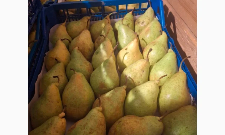 Продается груша Ноябрьская различных калибров - фото № 3