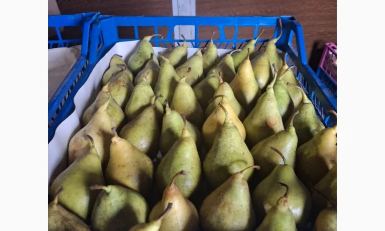 Продается груша Ноябрьская различных калибров - фото № 4