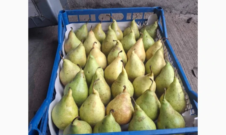 Продается груша Ноябрьская различных калибров - фото № 5