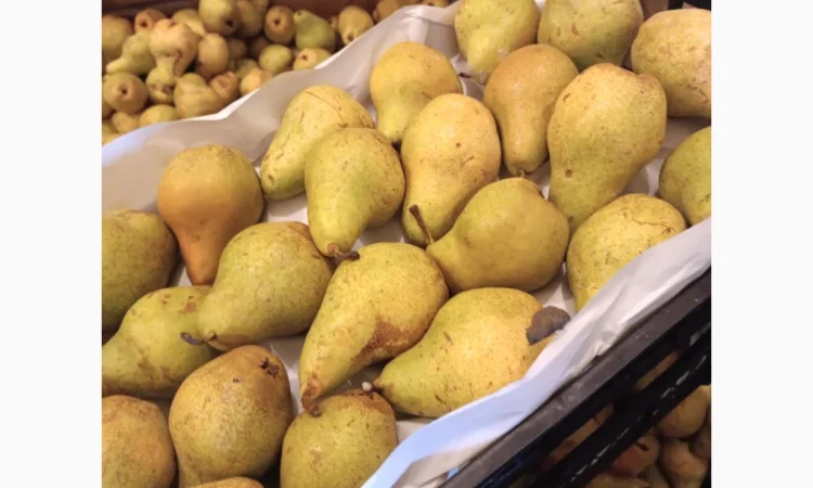 Пропонується груша Нояберська - фото № 1