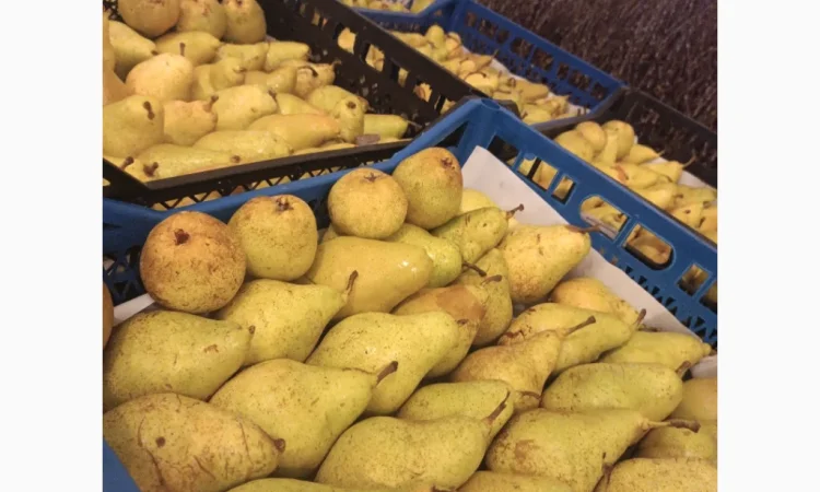 Пропонується груша Нояберська - фото № 2