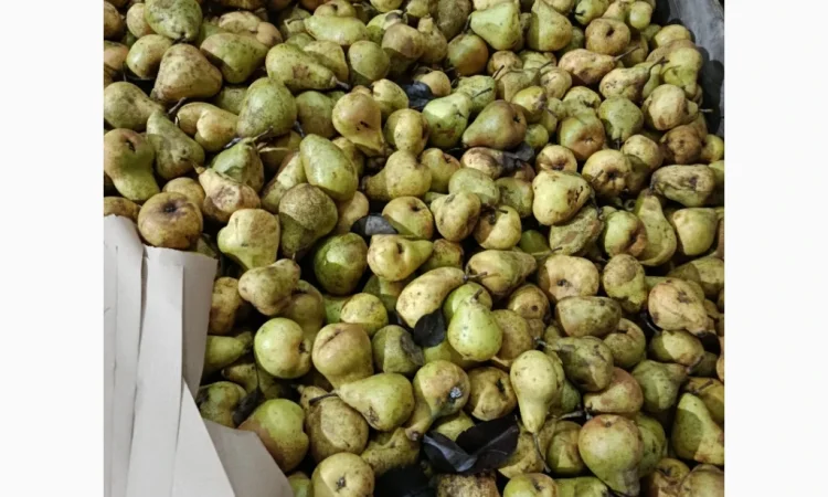 Груша на переробку - фото № 1