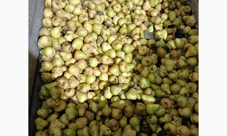 Груша на переробку - фото № 2