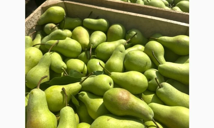 Груша Талгарка – відмінна якість - фото № 2