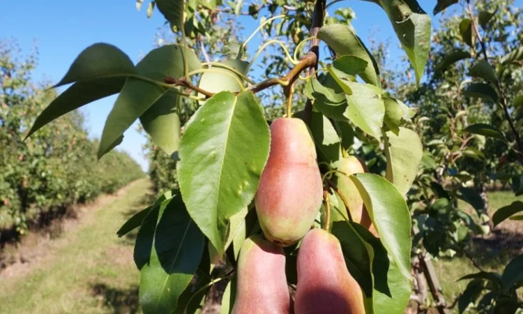 Пропонується груша сорту Талгарка гарної якості - фото № 1