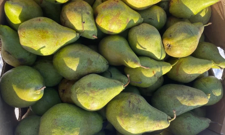 Продається груша сорту Листопадева - фото № 1