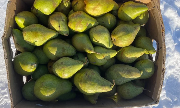 Продається груша сорту Листопадева - фото № 2