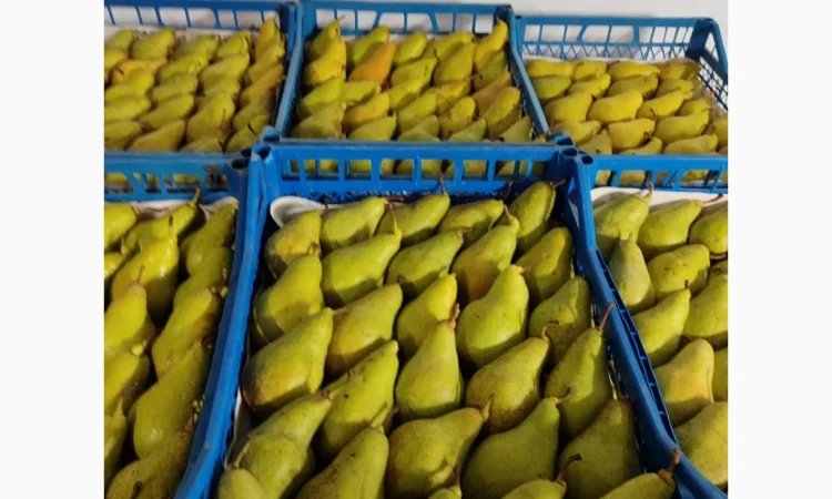 Продается груша Ноябрская - фото № 1