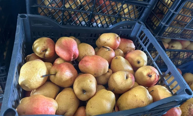 Продается зимняя груша сорта Киргизка - фото № 1