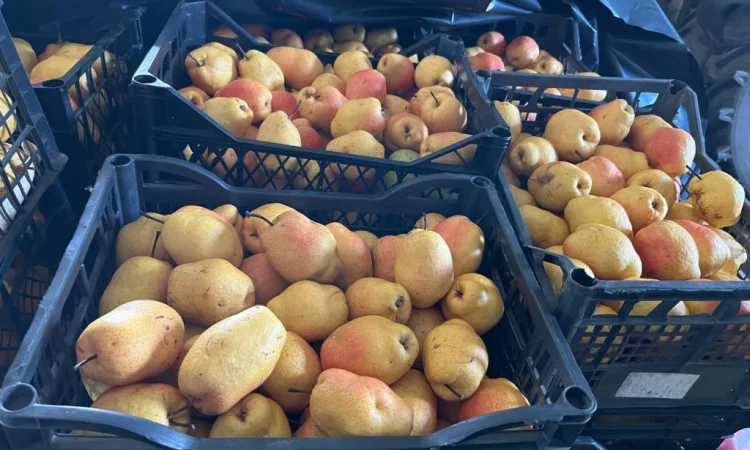 Продается зимняя груша сорта Киргизка - фото № 2