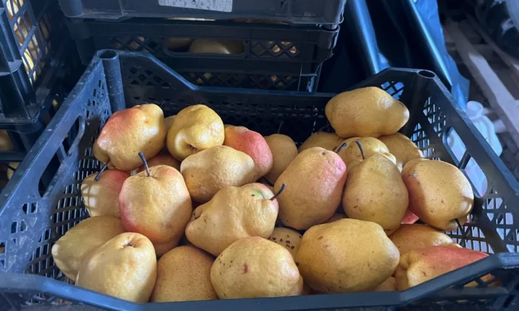 Продается зимняя груша сорта Киргизка - фото № 3