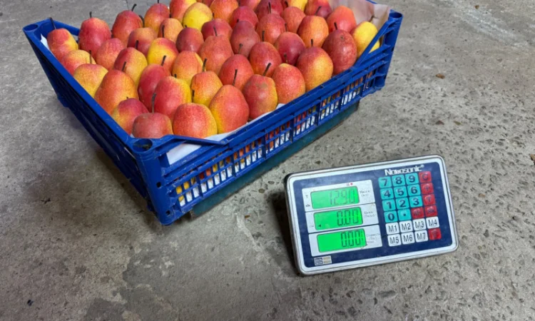 Пропонується груша киргизька преміум якості - фото № 10