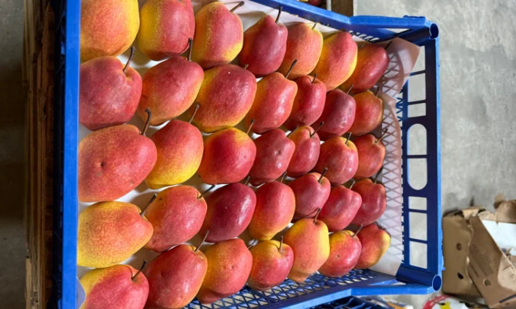 Пропонується груша киргизька преміум якості - фото № 2