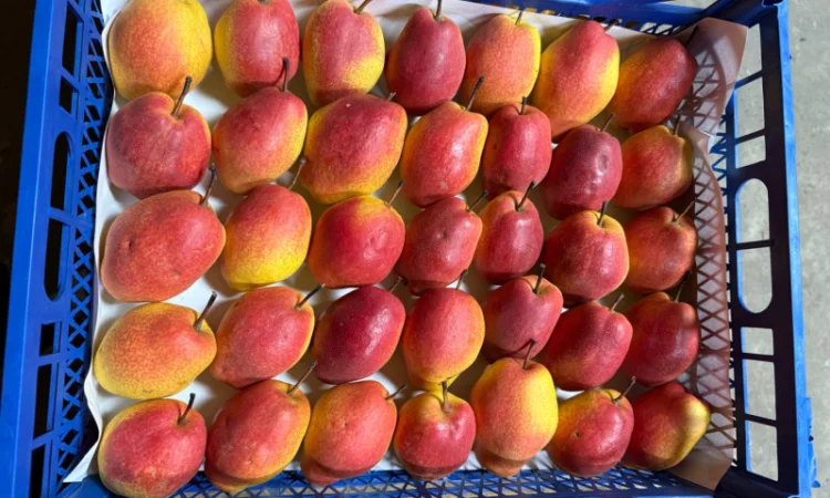 Пропонується груша киргизька преміум якості - фото № 3