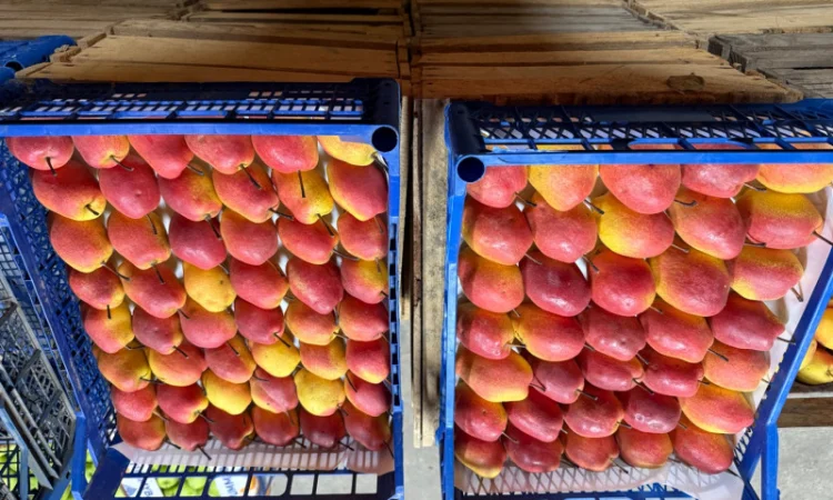 Пропонується груша киргизька преміум якості - фото № 4