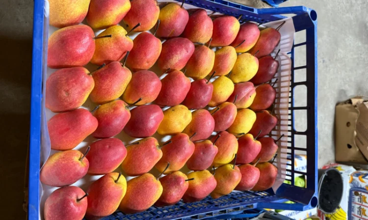 Пропонується груша киргизька преміум якості - фото № 5