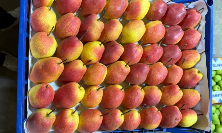 Пропонується груша киргизька преміум якості - фото № 6