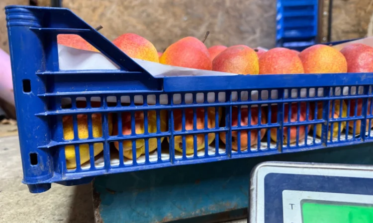 Пропонується груша киргизька преміум якості - фото № 8