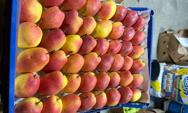 Пропонується груша киргизька преміум якості - фото № 9