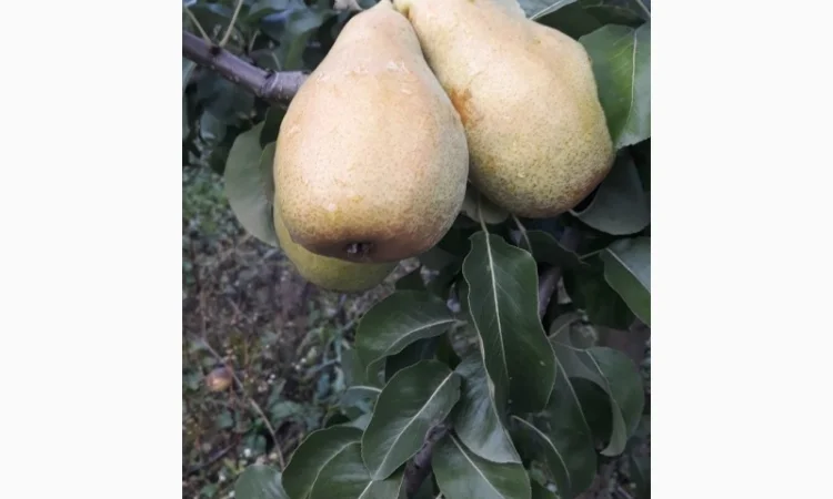 Продается груша сорта Ноябрская - фото № 1
