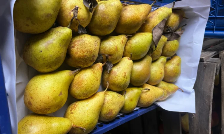 Продается груша сорта Ноябрская - фото № 2