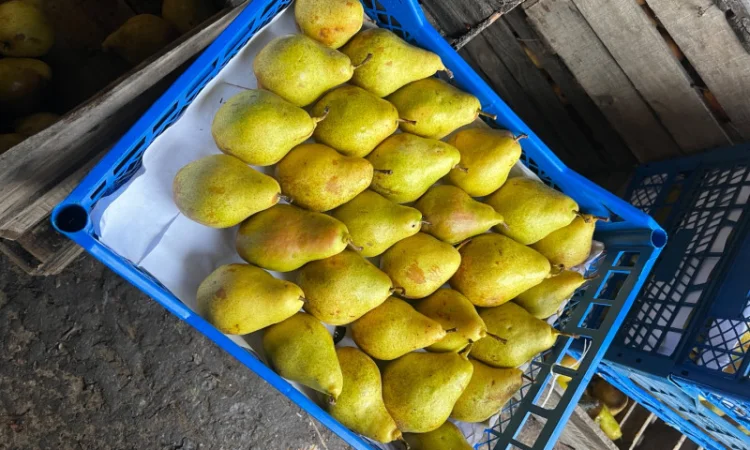 Продается груша сорта Ноябрская - фото № 3