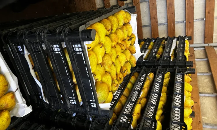 Продается груша сорта Ноябрская - фото № 4