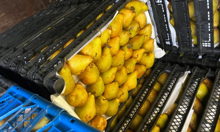 Продается груша сорта Ноябрская - фото № 5