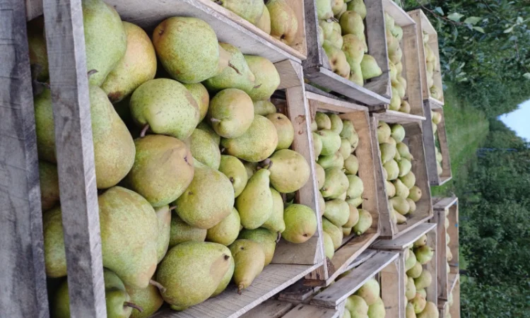 Пропонується груша Нояберська з власного саду - фото № 1