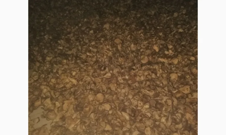 Продается сушеная груша кольцами - фото № 2