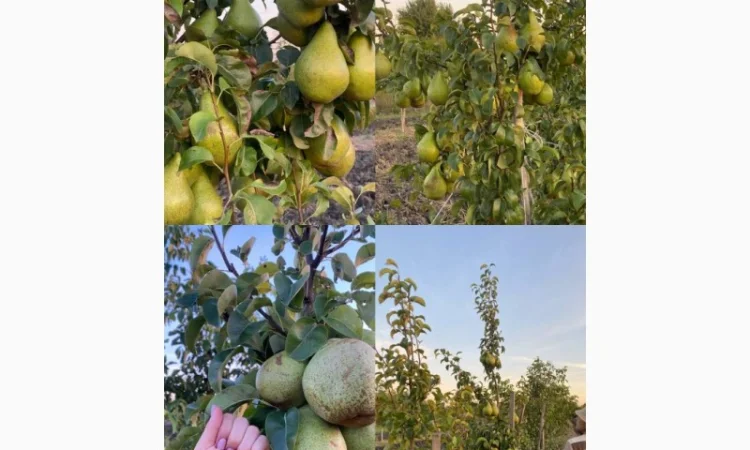 Пропонується груша Нояберська - фото № 1