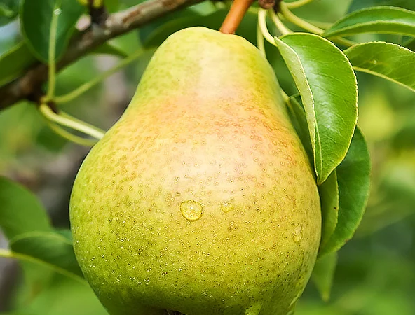 Пропонується груша оптом - фото № 1