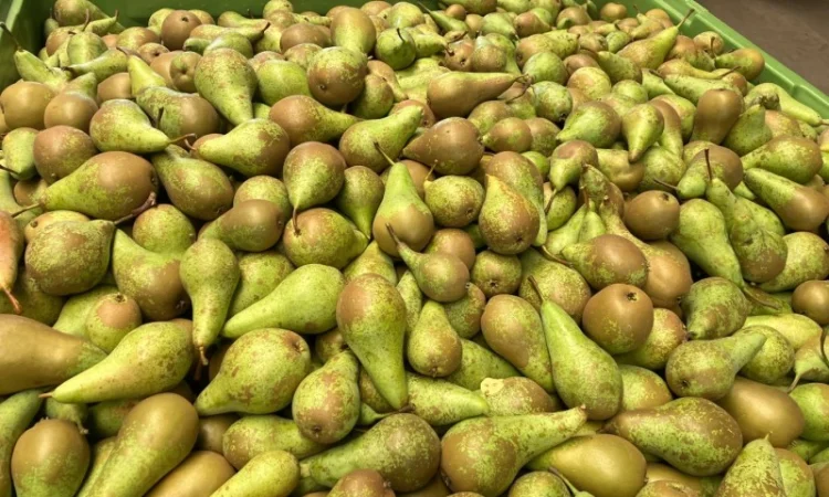 Продается свежая груша сорта «Конференция» - фото № 2