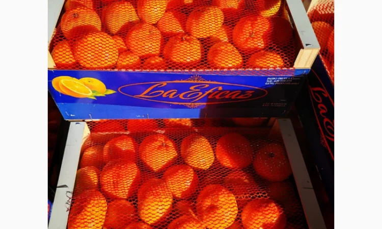 Пропонуємо свіжі мандарини від виробників - фото № 1