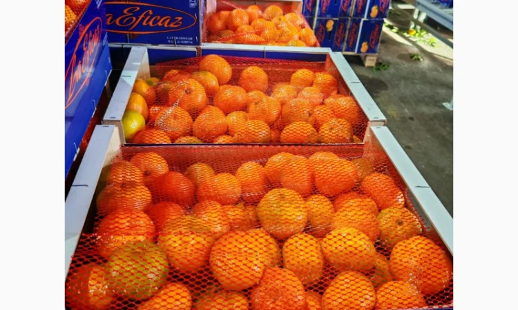 Пропонуємо свіжі мандарини від виробників - фото № 4