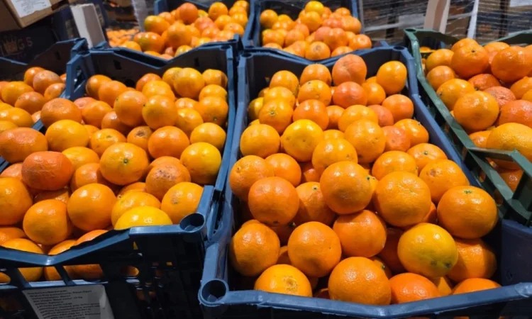 Продается мандарин из Турции - фото № 1