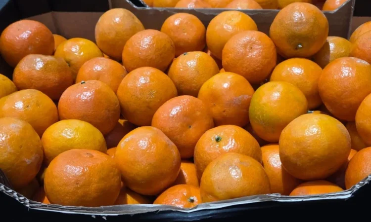 Продается мандарин из Турции - фото № 2