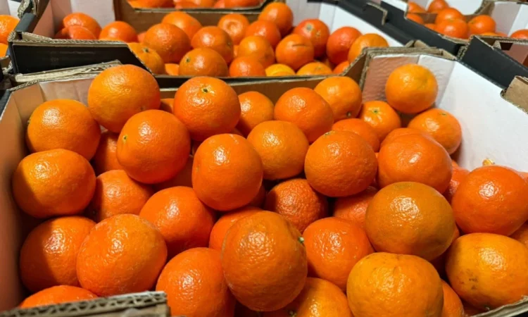 Мандарины из Турции и Италии, сорта Клементин и Сатсума - фото № 1