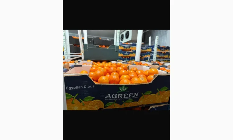 Мандарины из Египта оптом - фото № 1