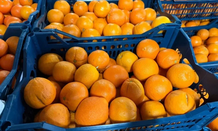 Мандарины из Египта оптом - фото № 2