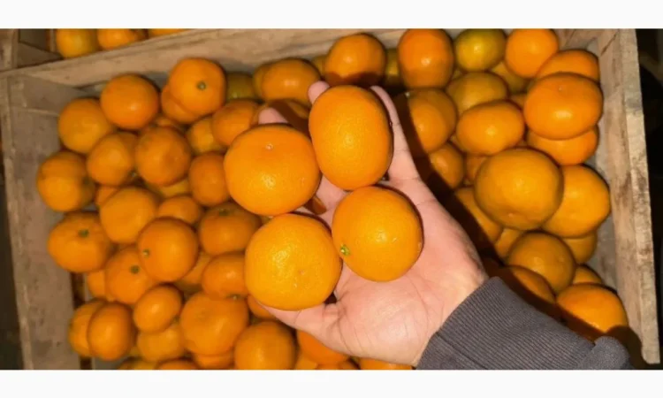 Продаются мандарины оптом - фото № 2