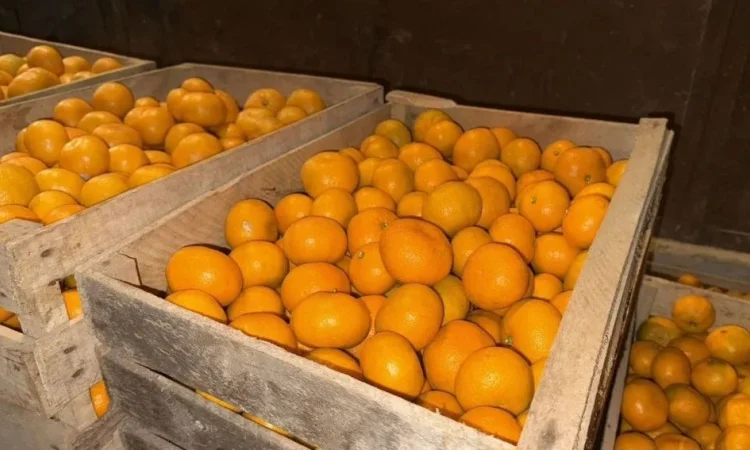 Продаются мандарины оптом - фото № 3